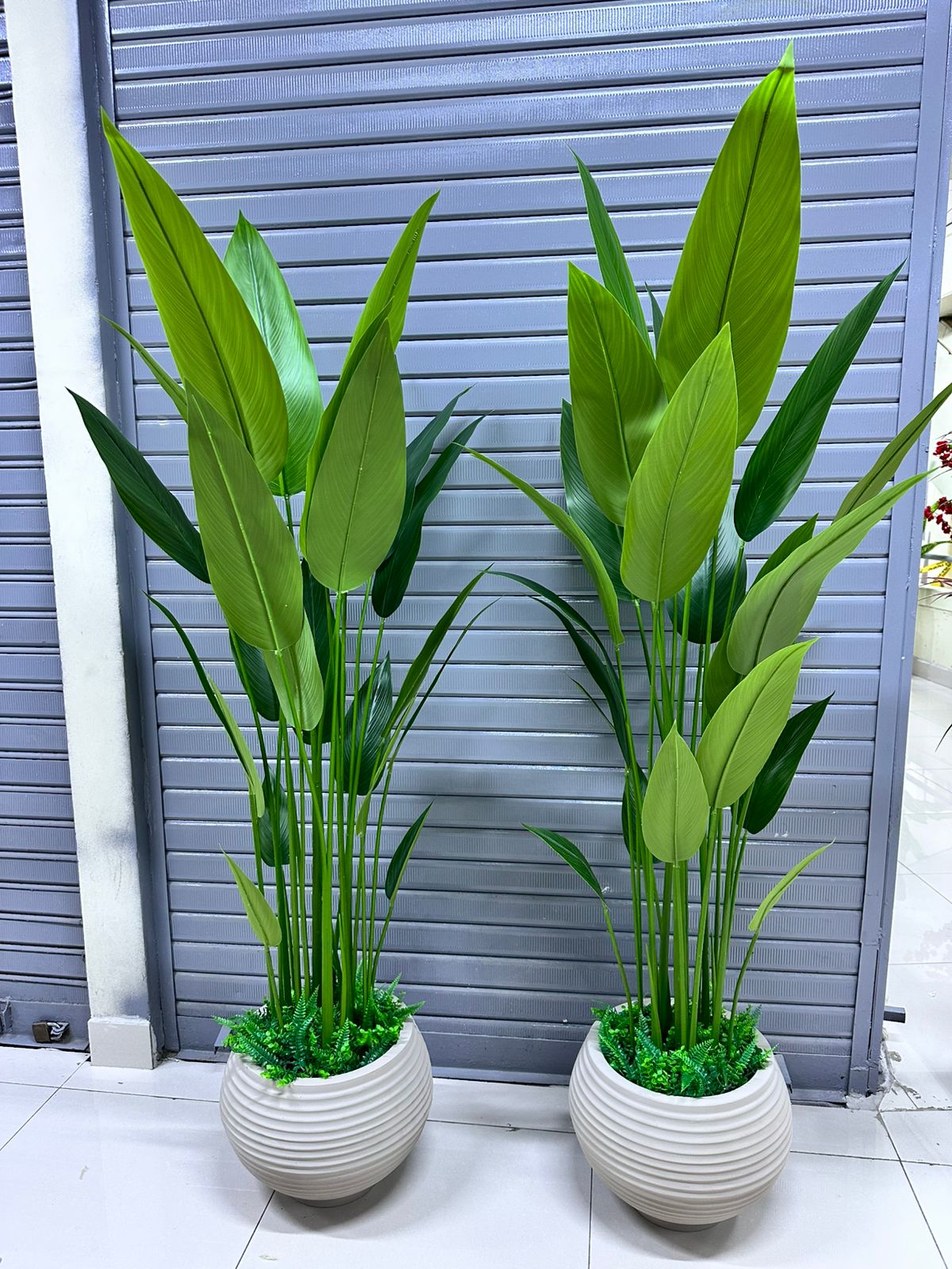 Planta de canna + base de panal texturizado